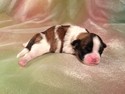 Male Shih tzu Bichon #4|puppies for sale|Breeder Near Minnesota